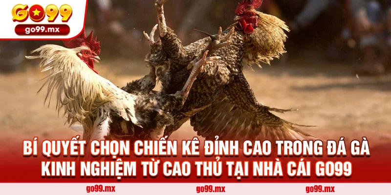 Bí Quyết Chọn Chiến Kê Đỉnh Cao Trong Đá Gà - Kinh Nghiệm Từ Cao Thủ Tại Nhà Cái Go99