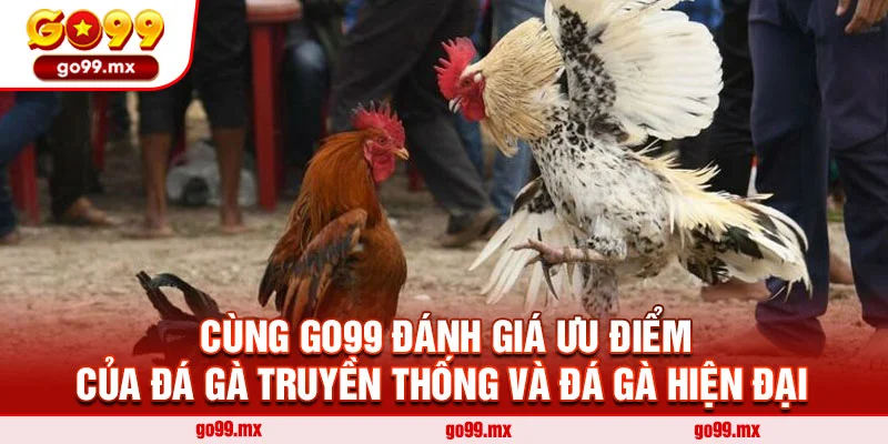 Cùng Go99 đánh giá ưu điểm của đá gà truyền thống và đá gà hiện đại
