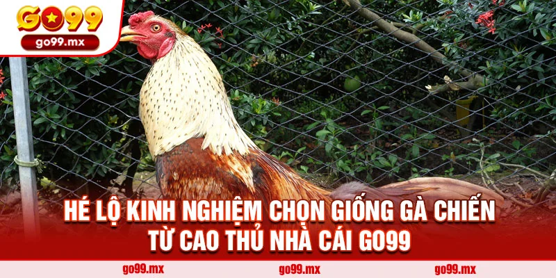Hé lộ kinh nghiệm chọn giống gà chiến từ cao thủ nhà cái Go99