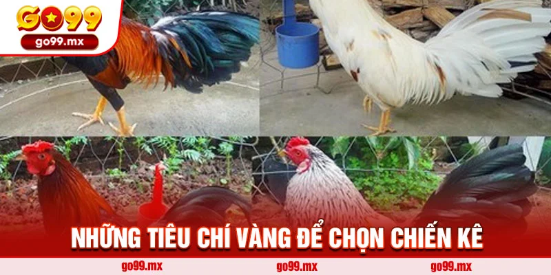 Những tiêu chí vàng để chọn chiến kê