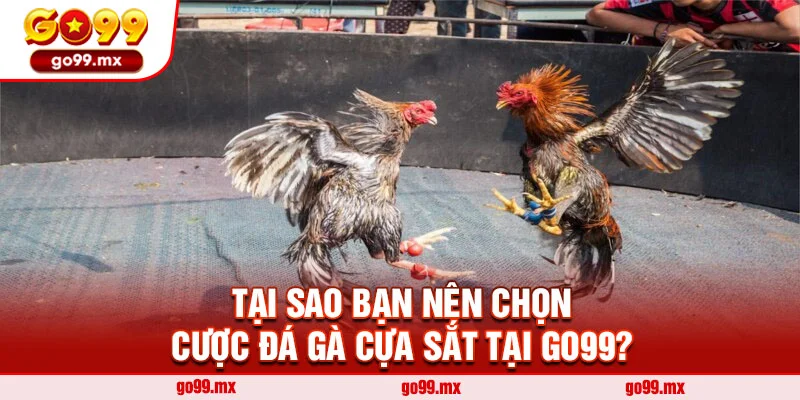 Tại sao bạn nên chọn cược đá gà cựa sắt tại Go99?