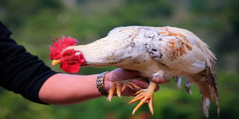 Gà Malay – Đối thủ tâm phúc của mọi loại gà